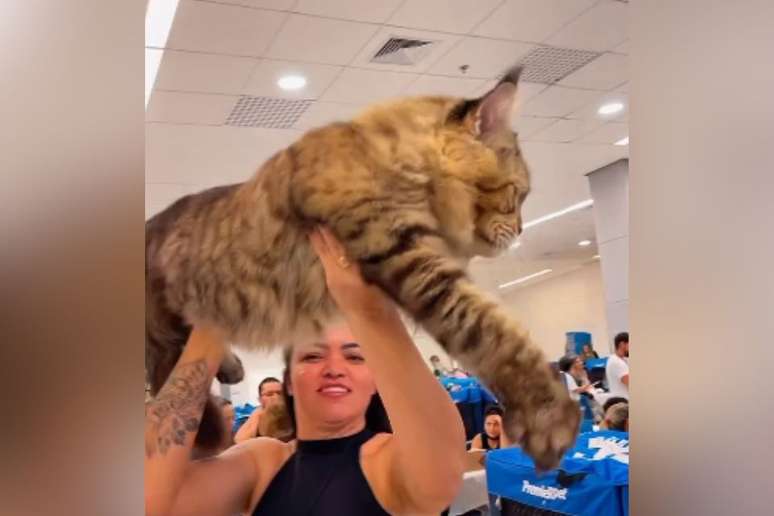 Gato da raça maine coon mede 1,30m