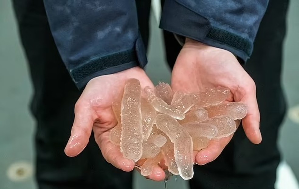 Pirossomas: conheça a criatura que tem aparecido em meio à crise climática e às ondas de calor nos oceanos — Foto: Mark Farley / Oregon State University