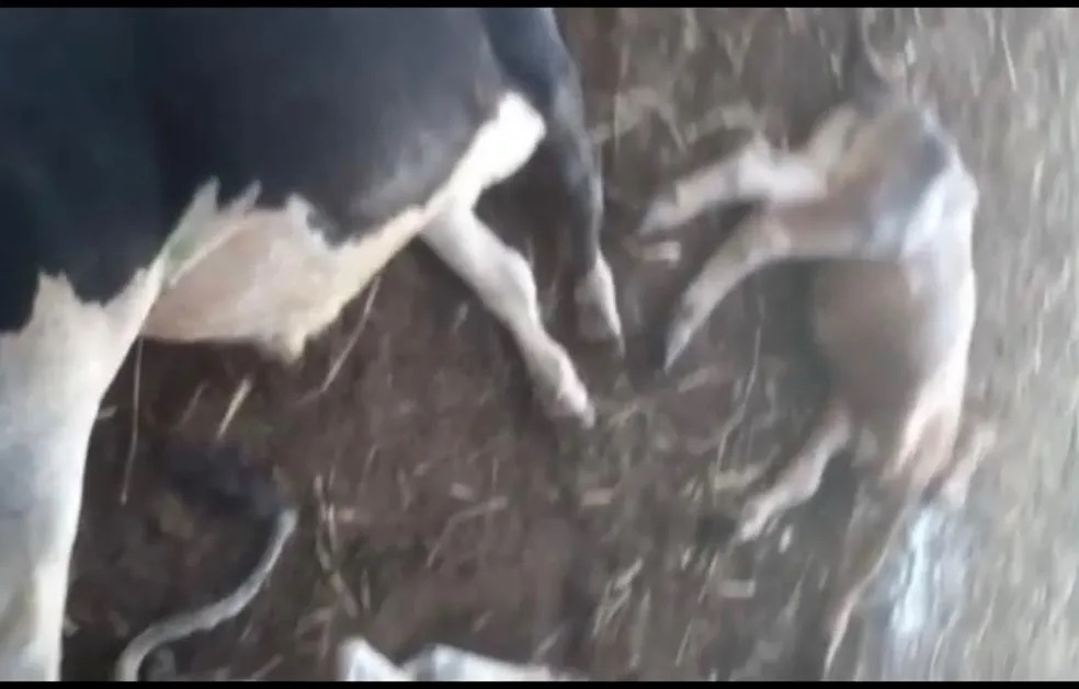 Raio mata gado em fazenda