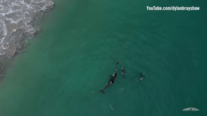 Agonia: Nadadora é cercada por baleias orcas na Nova Zelândia; veja vídeo