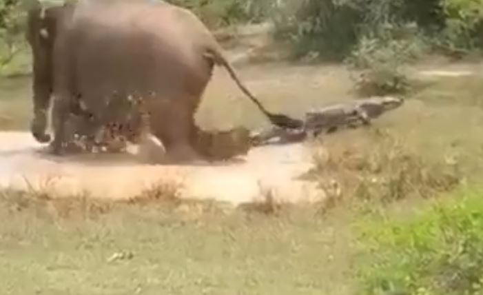 Impressionante: Elefanta salva filhote de ataque de crocodilo na água; VEJA VÍDEO