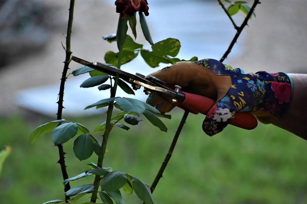 Você sabia que plantas “gritam” quando se machucam? Ouça!