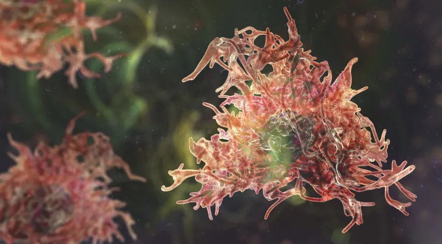 Ameba “comedora de cérebros” é nova preocupação no Norte dos EUA, alertam autoridades