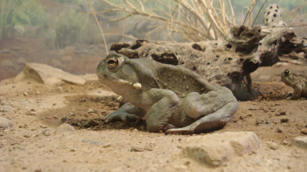 Animais exóticos são traficados na Dark Web para serem usados como droga