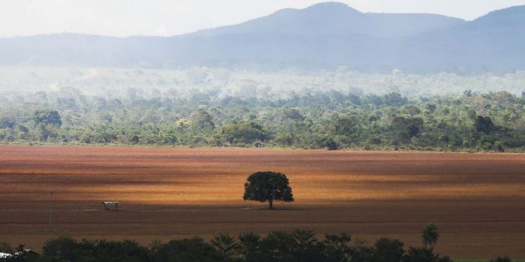 Desmatamento no Cerrado bate recorde entre janeiro e abril deste ano, aponta Inpe 