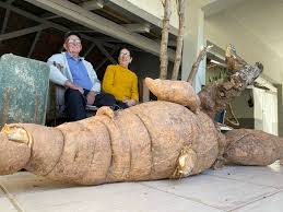 Incrível: Pé de mandioca gigante de 112 kg levou 4 horas para ser colhido em SC, diz produtor: ‘Nunca vi na vida’