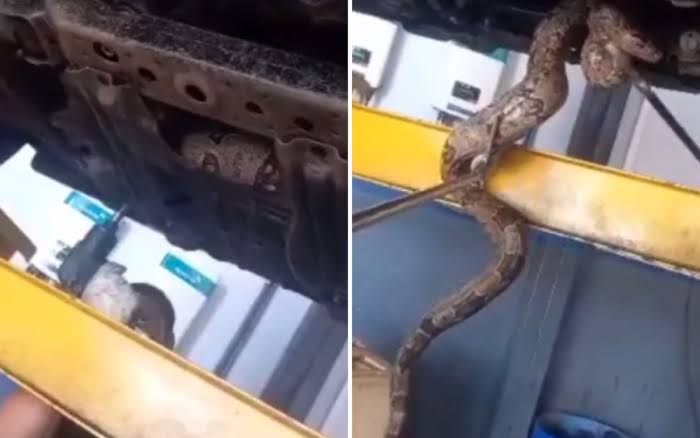 Jiboia enorme é retirada de motor de carro no interior de Goiás; VEJA VÍDEO