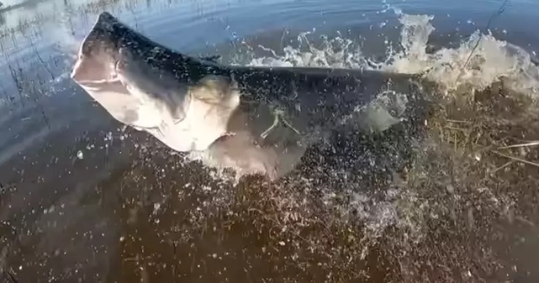 Peixe de 130kg dá bote e ‘estoura’ boca de pescador; veja vídeo