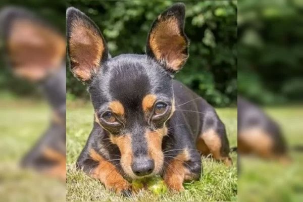 Pinscher morre após salvar crianças de ataque de rottweiler