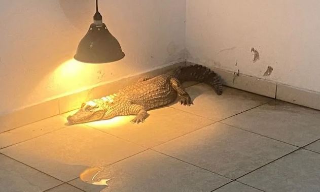 Polícia encontra Jacaré em apartamento na Zona Sul de SP; VEJA VÍDEO