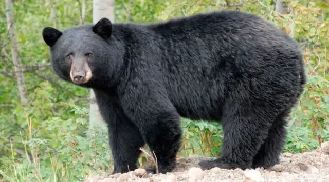 Homem é atacado por urso enquanto tomava café da manhã