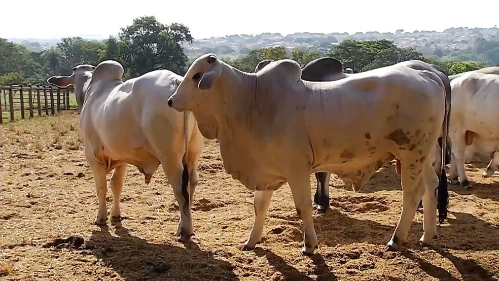 Touro animal boi bovinos Uberaba — Foto: Reprodução/TV Integração