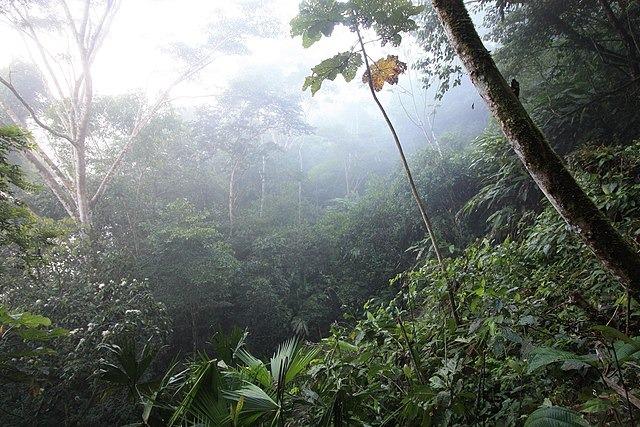 Amazônia