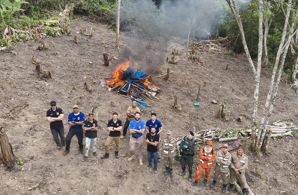 Plantio de maconha foi localizado em terreno de Redenção, no Ceará — Foto: Secretaria da Segurança Pública/Divulgação
